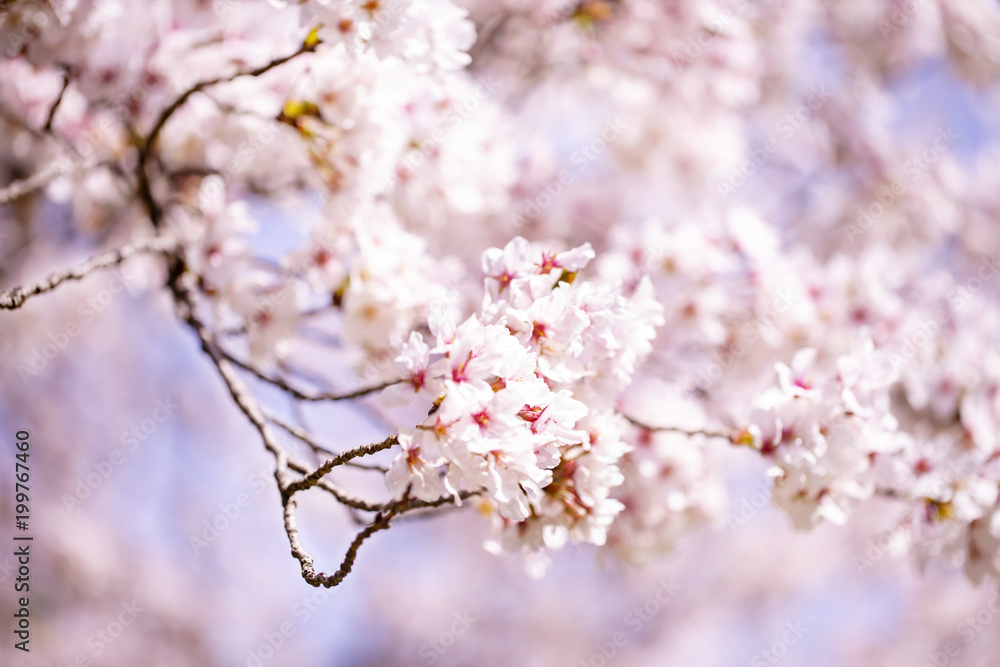 美しく咲き誇る満開の桜 美しく咲き誇る満開の桜