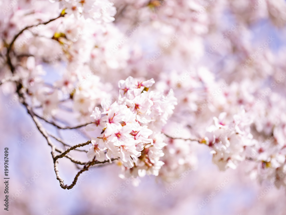 美しく咲き誇る満開の桜