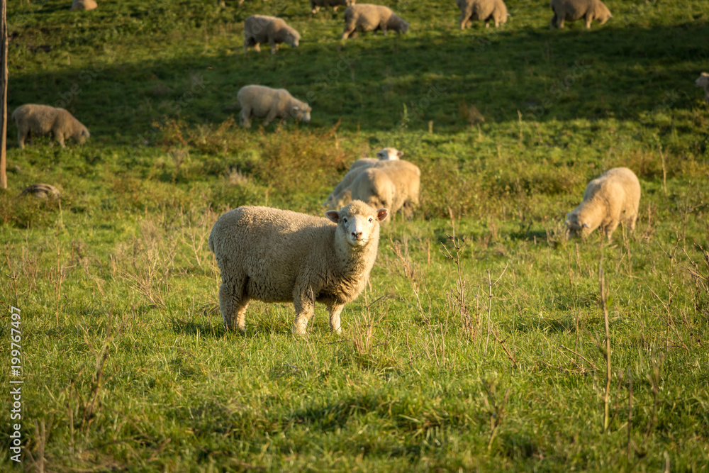 Fototapeta premium Sheep Eating Grass At Sunset, New Zealand 