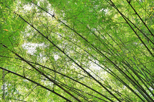 Beautiful green Bamboo branch.