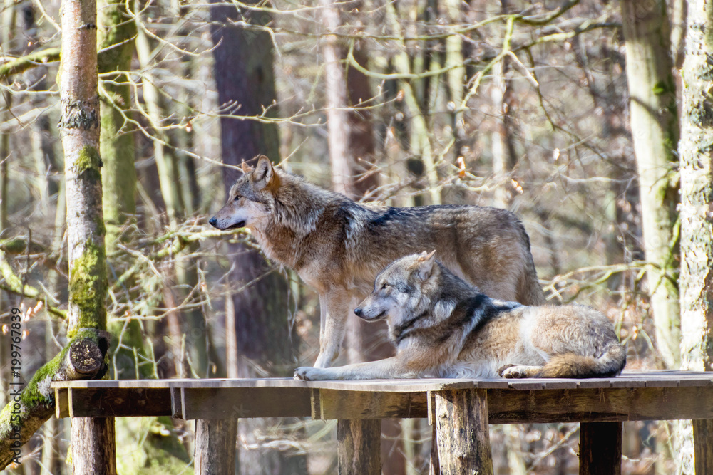 Zwei Wölfe in einem Wildpark Zwei Wölfe in einem Wildpark