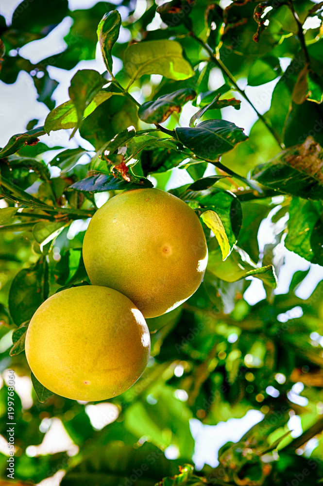 Two grapefruits growing on tree.
