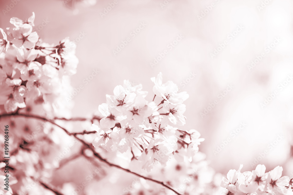 Obraz premium 美しく咲き誇る満開の桜 