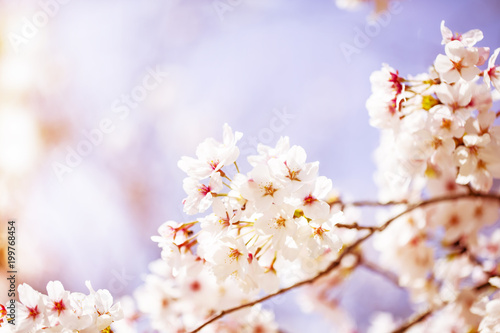 美しく咲き誇る満開の桜