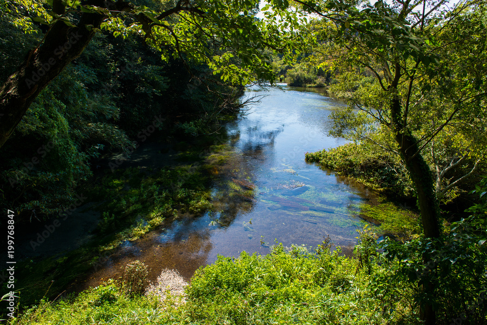 Obraz premium 湧き水