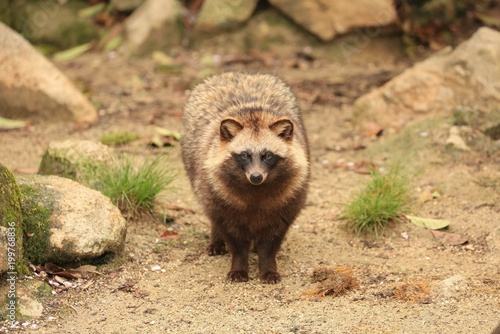 タヌキ