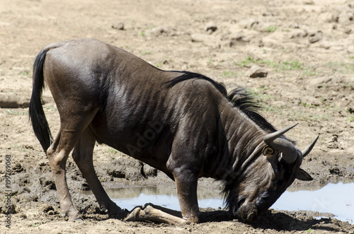 Gnou bleu  Connochaetes taurinus  Parc national du Pilanesberg  Afrique du Sud