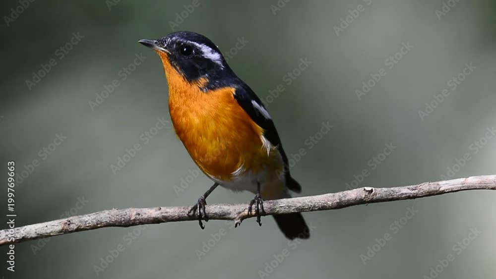 Little yellow bird singing on thin branch in nature, mugimaki flycatcher Little yellow bird singing on thin branch in nature, mugimaki flycatcher