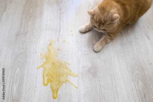 Yellow vomit on a light wooden floor and a cat