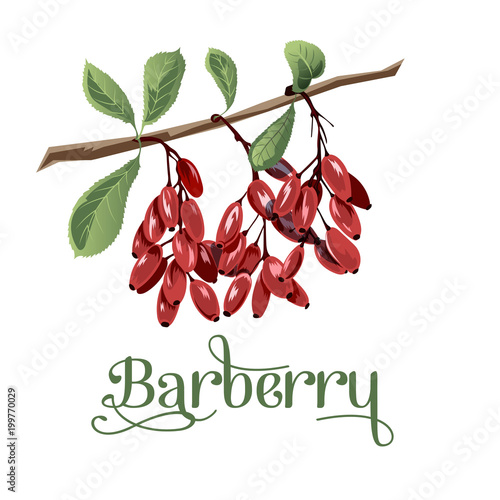 Barberry for lables