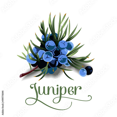 juniper berries for lables
