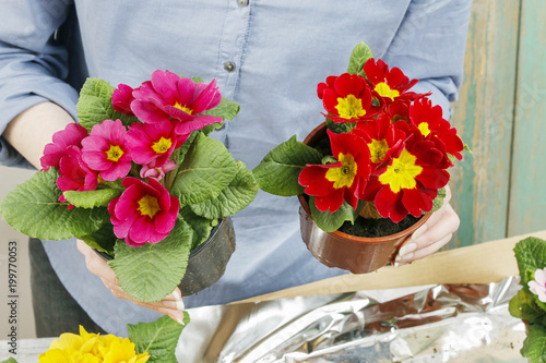 How to arrange primula flowers in vintage iron mug