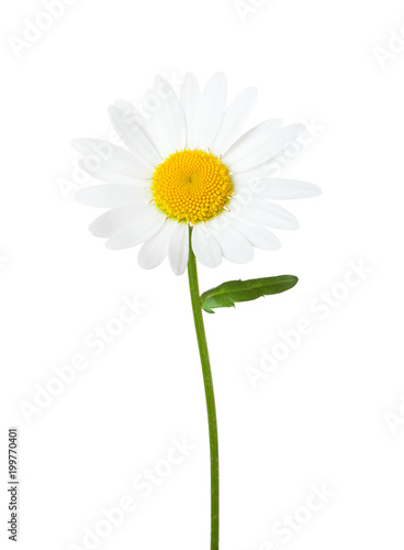 Fototapeta Naklejka Na Ścianę i Meble -  Chamomile (Ox-Eye Daisy ) isolated on white background.