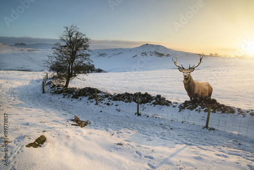 Red deer stag in beautiful Snow covered Winter landscape at sunrise