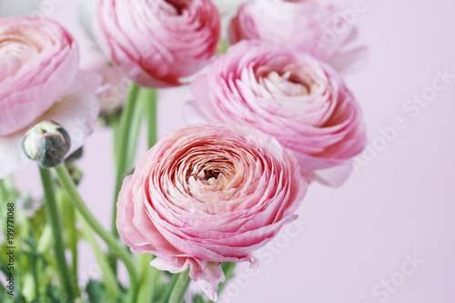 Wallpaper Mural Pink ranunculus flowers. Torontodigital.ca
