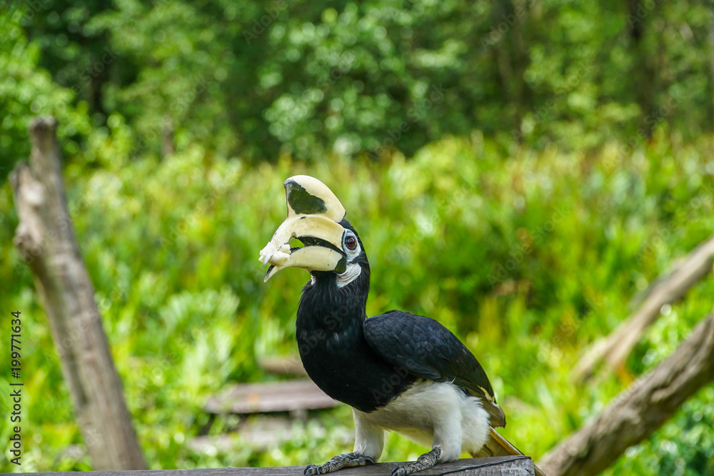 Oriental Pied Hornbill (Anthracoceros albirostris) Sitting on Tree Oriental Pied Hornbill (Anthracoceros albirostris) Sitting on Tree