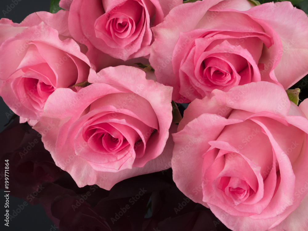 beautiful pink roses on black reflective background