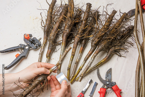 Valokuva concept of plant grafting