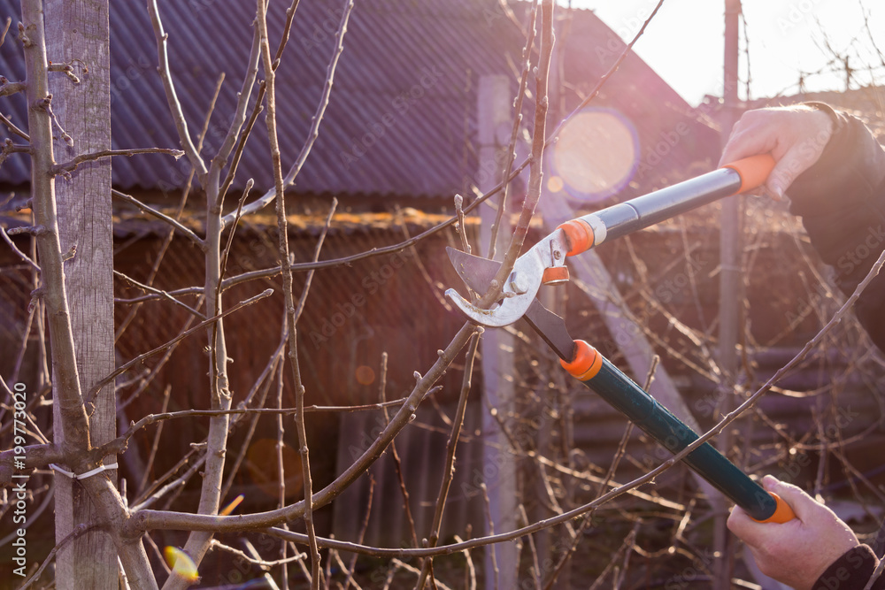 Secateurs close-up in a man's hand controlling a branch of a sweet cherry in the garden. The concept of professional industrial gardening.