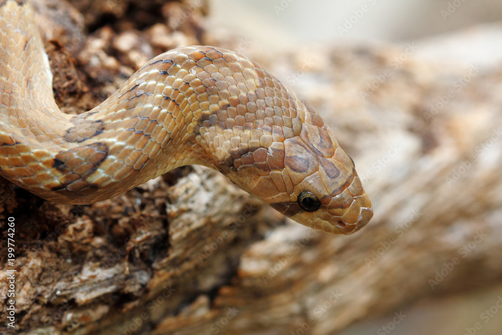 Head shot Banded kukri snake (Oligodon fasciolatus) a non-venomous snake but have sharp rear teeth, found at Southeast Asia Head shot Banded kukri snake (Oligodon fasciolatus) a non-venomous snake but have sharp rear teeth, found at Southeast Asia