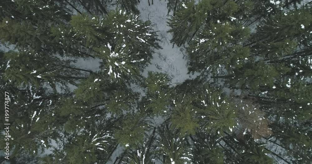 Aerial descent top view over winter fir forest Aerial descent top view over winter fir forest