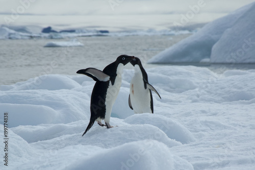 Devil Island Antarctica  adelie penguins on ice with bay in background