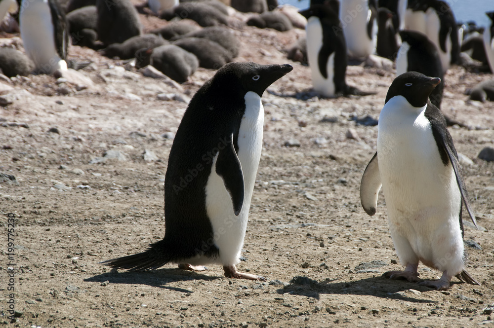 Fototapeta premium Devil Island Antarctica, adult Adelie penguins with rookery in background