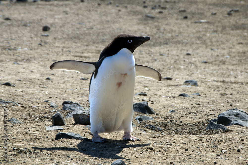 Fototapeta premium Devil Island Antarctica, single adelie penguin with flippers raised