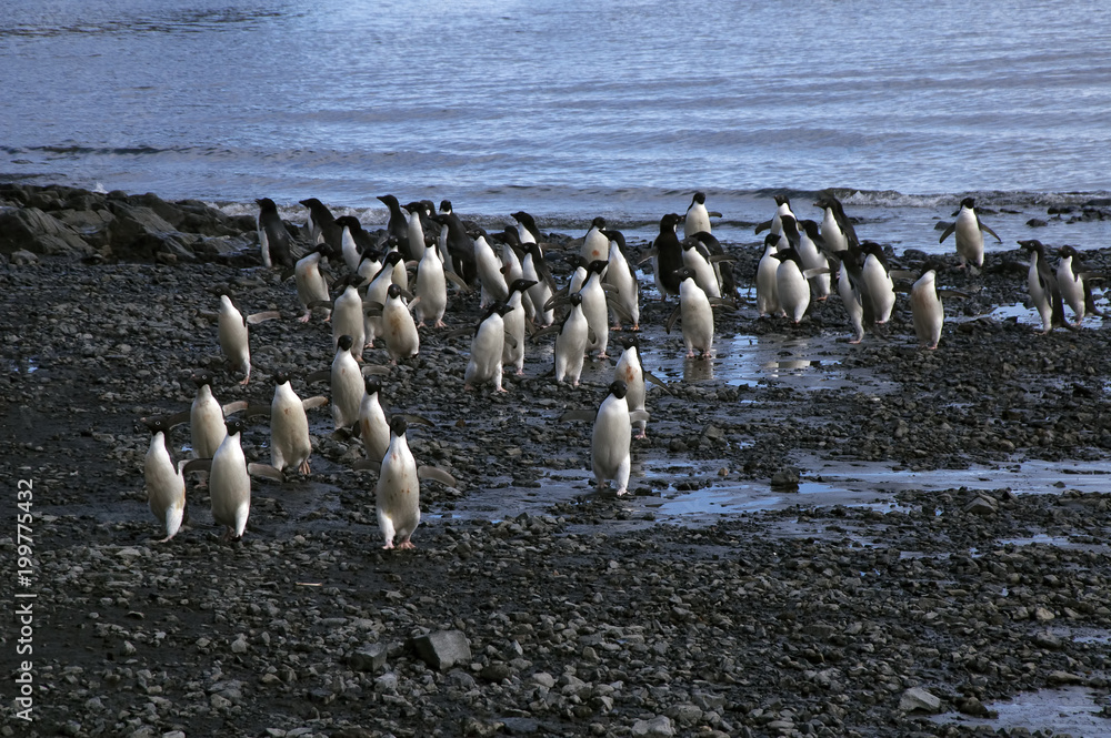 Fototapeta premium Devil Island Antarctica, group of adelie penguin arriving at beach