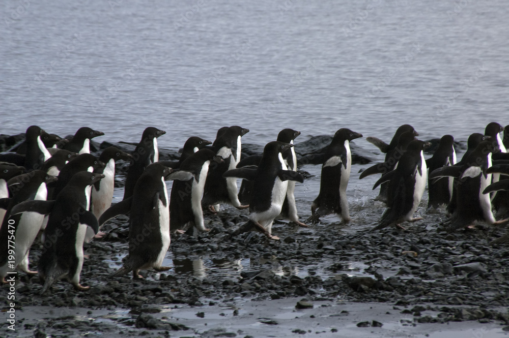 Obraz premium Devil Island Antarctica, group of adelie penguins on pebble beach