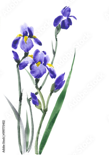 Fototapeta Naklejka Na Ścianę i Meble -  Iris flower. Iris blossoming. Lilac flowers. Watercolor background.