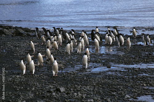 Devil Island Antarctica, group of adelie penguin arriving at beach