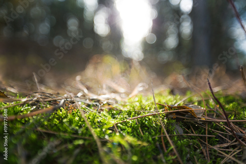 Green moss in forest