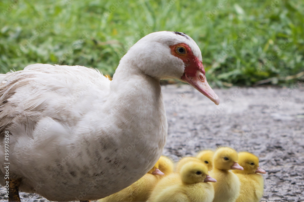 Baby Muscovy Duck