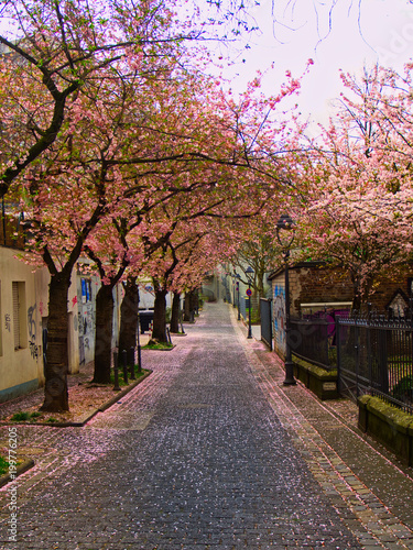 Kirchblüte in Bonn