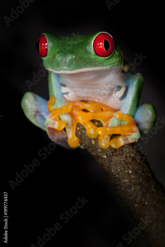 Red eyed frog sitting in a yoga posture on a branch