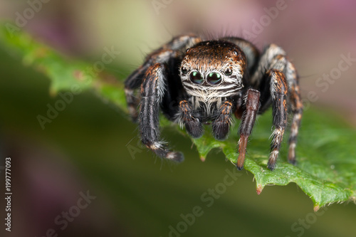 Jumping spider on the green leaf looking down