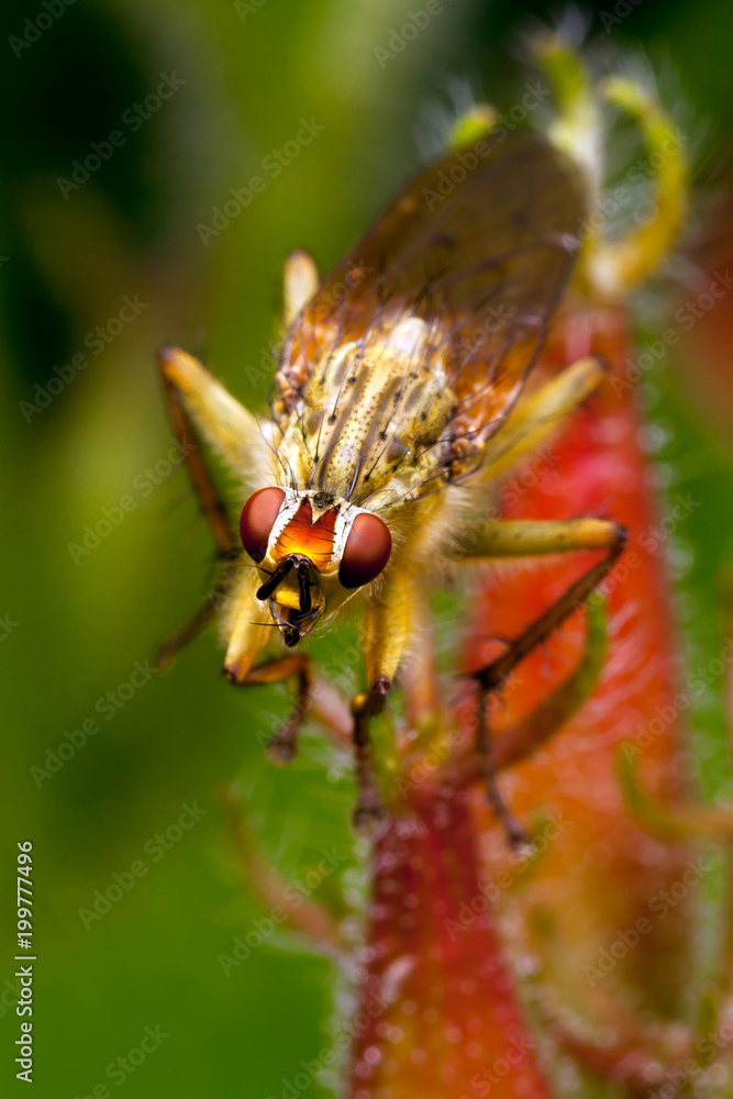 Naklejka premium Orange fly with red eyes on the colorful plant
