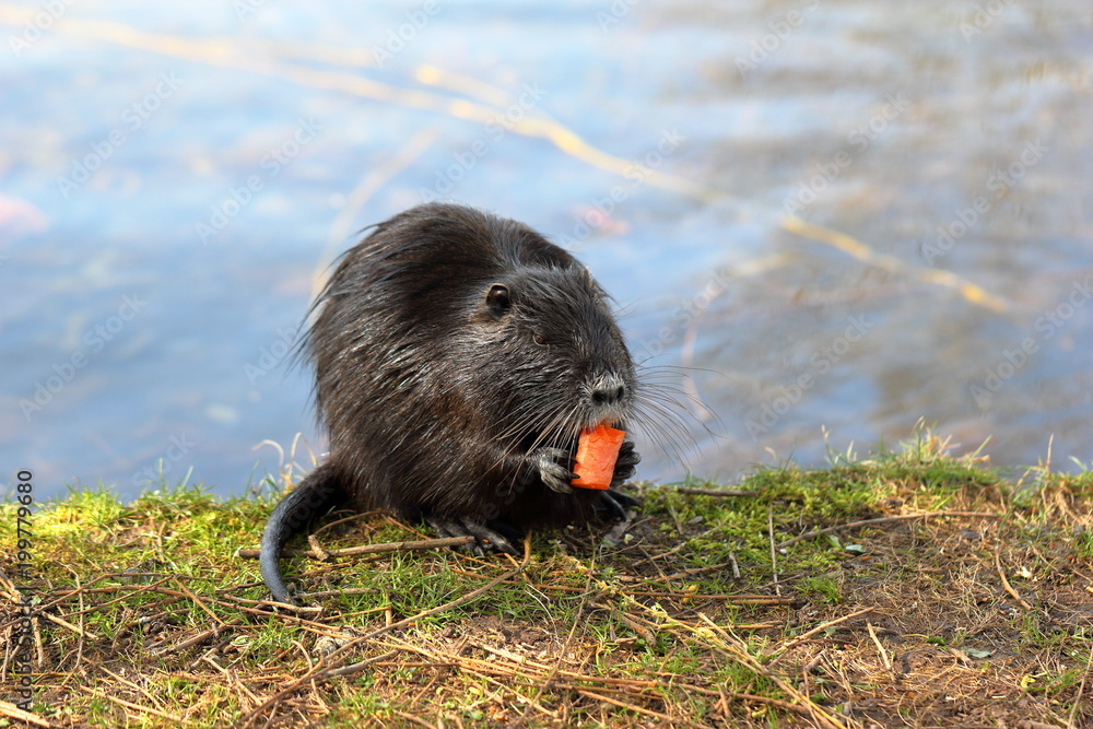 A nutria or coypu is enjoying some carrot among green grass. A nutria or coypu is enjoying some carrot among green grass.