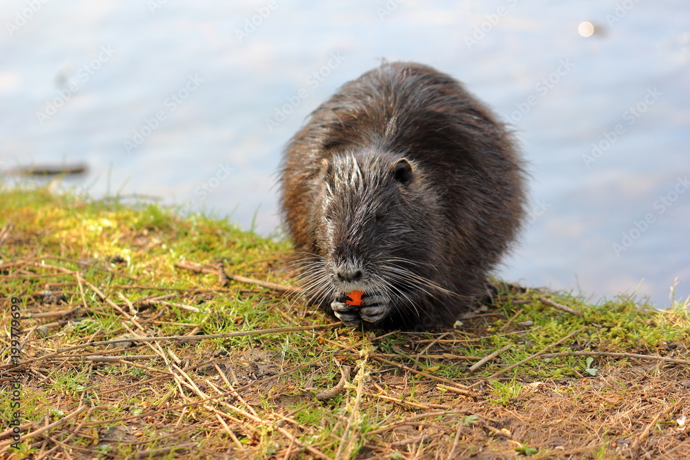 A nutria or coypu is enjoying some carrot among green grass. A nutria or coypu is enjoying some carrot among green grass.