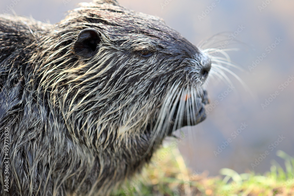 Close up photography of a single nutria or coypu while eating a carrot at a river bank on a bright sunny day. Close up photography of a single nutria or coypu while eating a carrot at a river bank on a bright sunny day.