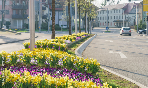 Bepflanzte Verkehrsinsel in der Stadt  photo