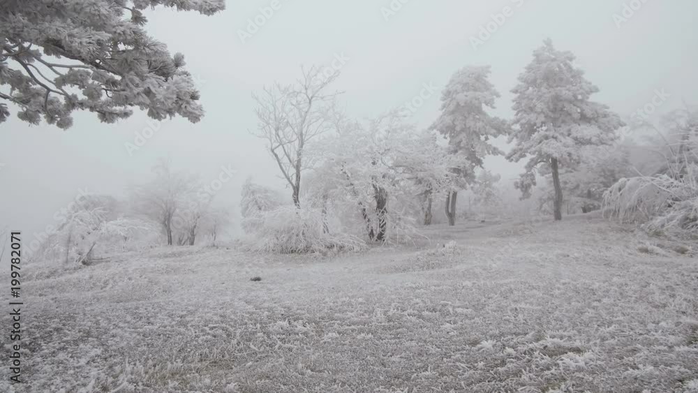 Covered with a hoarfrost mountain glade. Windy and foggy weather. Covered with a hoarfrost mountain glade. Windy and foggy weather.