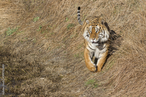 Male tiger in Tiger Canyons Game Reserve in South Africa