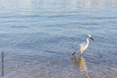 bird on sea 2