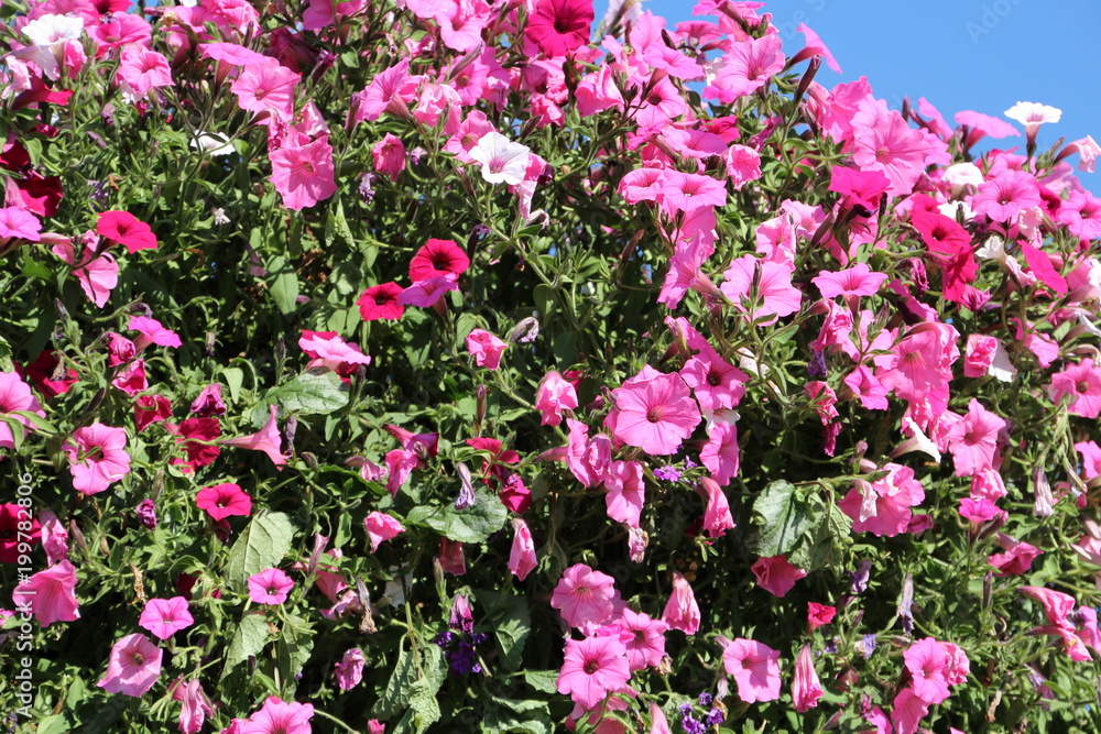 Petunia Display, William Hawrelak Park, Edmonton, Alberta Petunia Display, William Hawrelak Park, Edmonton, Alberta