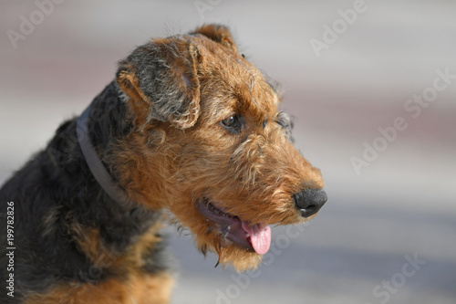 Portrait of Airedale Terrier dog - puppy 14 weeks old. © PROMA