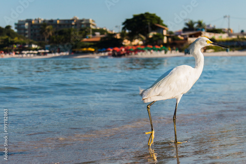 bird on the sea