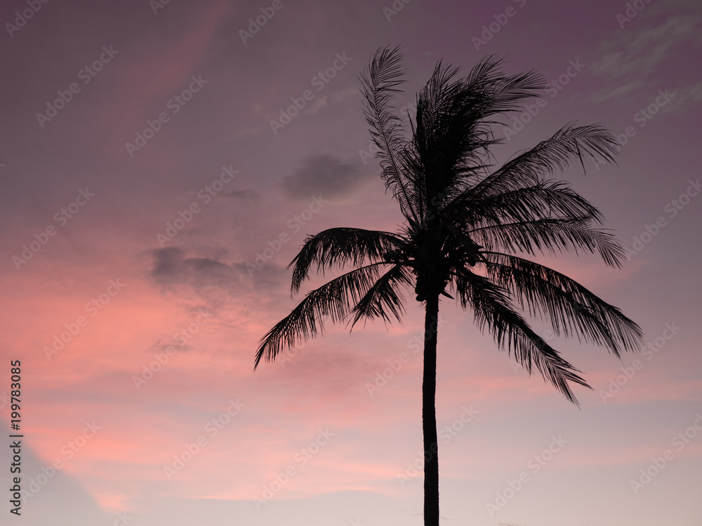 Silhouette palm tree tropical sunset