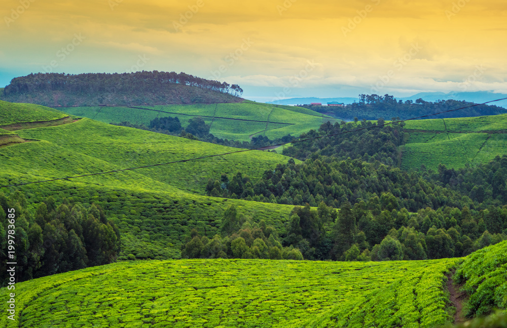 Naklejka premium Krajobraz w Afryce, Rwanda